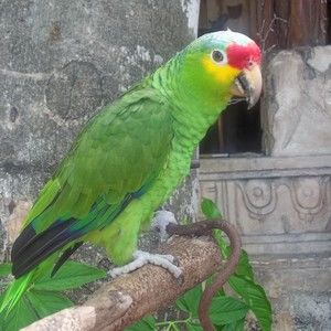 Meet your Posher, Veronica